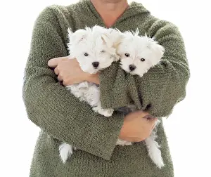 Malta: Woman holding two young maltese puppies isolated on white