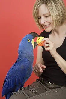 Psittacinae: Woman and her Hyacinth Macaw