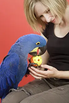 Psittacinae: Woman and Her Hyacinth Macaw