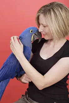 Psittacinae: Woman and her Hyacinth Macaw