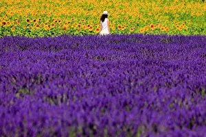 Provence: Woman in the lavender and sunflower field on the