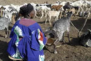 Piles: A woman during milking goats Tieblena Mali