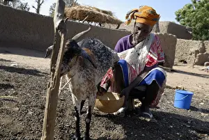 Piles: A woman during milking goats Tieblena Mali
