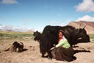 Owner: WOMAN MILKING YAK