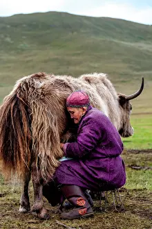 Clothes: Woman Mongolian milking his Dzo - Mongolia Arkhangai