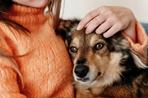 Lifestyle: woman petting adorable dog. High resolution photo