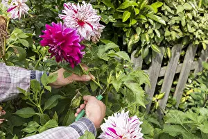Picking: Woman picking Dahlias in a garden