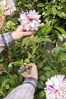 Picking: Woman picking Dahlias in a garden in summer, Pas