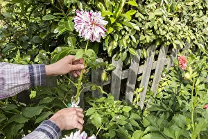 Picking: Woman picking Dahlias in a garden in summer, Pas