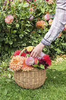 Picking: Woman picking Dahlias in a garden in summer, Pas