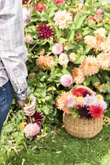 Picking: Woman picking Dahlias in a garden in summer, Pas