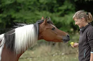 Chestnuts: Woman and Pony Dutch pied - France
