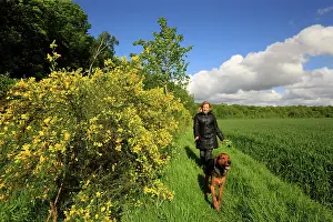 Composition: Woman walking her dog in the countryside - Picardy France