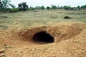 Warren: WOMBAT Burrow / warren