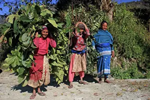 Carriers: Women carrying bundle of leaves to feed cattle