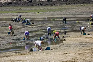 Estuaries: Women collecting shellfish from estuary at low tide