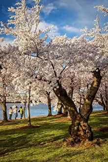 Enjoying: Three women out early enjoying the cherry