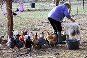 Giving: Women giving food in a farmyard France