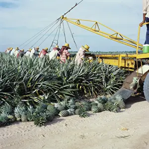 Worker: Women harvesting Pineapple crop, Thailand