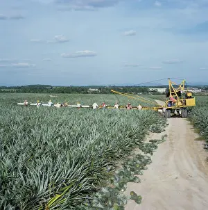 Worker: Women harvesting pineapples, Thailand