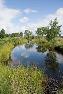 Aonb: Womere Pool - Cannock Chase AONB