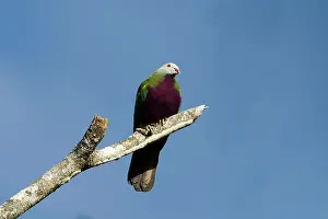 Magnificus: Wompoo Fruit-Dove