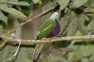 Magnificus: Wompoo Fruit-Dove