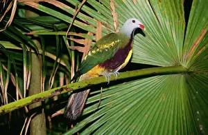Magnificus: Wompoo Fruit-dove - in palm tree
