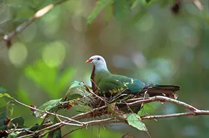 Magnificus: Wompoo Pigeon