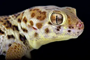 Scincus: Wonder gecko (Teratoscincus scincus), China