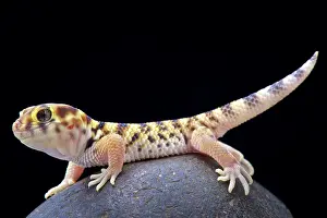 Pakistan: Wonder gecko (Teratoscincus scincus keyserlingi)