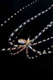 Photogenicus: Wonderpus Octopus