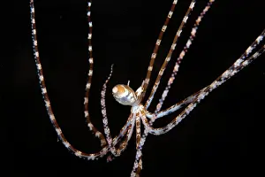 Photogenicus: Wonderpus Octopus