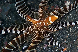 Photogenicus: Wonderpus Octopus