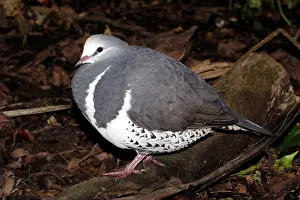 Wonga: Wonga pigeon