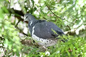 Wonga: Wonga Pigeon