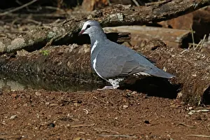 Wonga: Wonga Pigeon