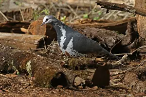 Wonga: Wonga Pigeon