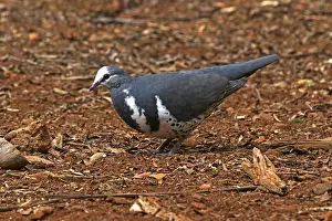 Wonga: Wonga Pigeon