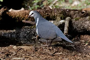Wonga: Wonga Pigeon