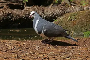 Wonga: Wonga Pigeon