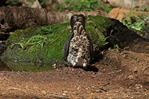 Wonga: Wonga Pigeon