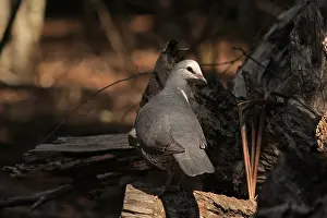 080518: Wonga Pigeon