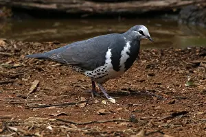 Wonga: Wonga Pigeon