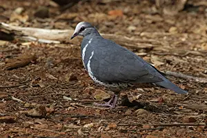 Wonga: Wonga Pigeon