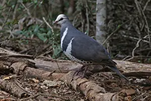Pigeons: Wonga Pigeon
