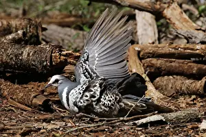Pigeons: Wonga Pigeon
