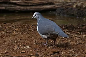 Pigeons: Wonga Pigeon