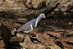 Pigeons: Wonga Pigeon