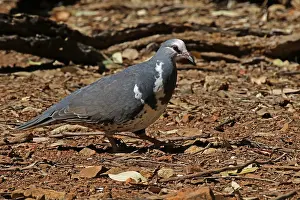 190318: Wonga Pigeon in Queensland, Australia